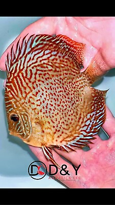 #ad X1 Live Discus Fish Ring Leopard size 4in Body size USA Stock $84.99