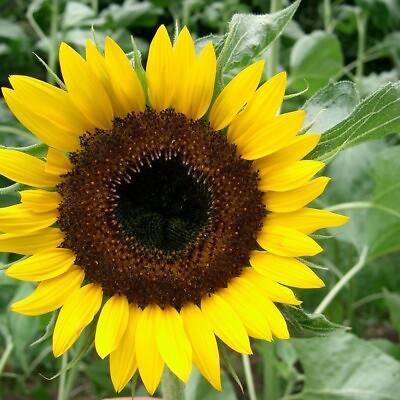 #ad Black Oil Sunflower Seeds for Planting GIANT Sunflowers $4.98