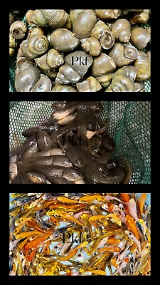 #ad 3 Combos Live 12 Lot Koi 12 Lot tadpoles 12 Lot Snails For Koi Pond Garden PKF $149.99