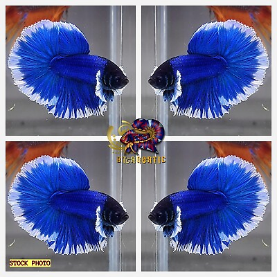 #ad Live Betta Fish High Quality MALE Dumbo Blue Butterfly Halfmoon USA Seller $29.99