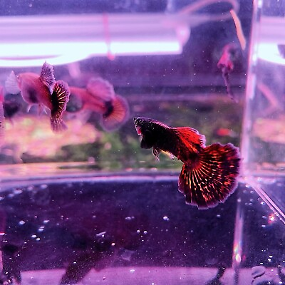 #ad 10 live guppy fry Red Dragon BDS High Quality Live Guppy Fish US Seller $39.95