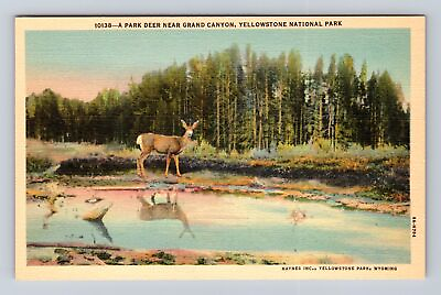 #ad Yellowstone National Park Park Deer Near Grand Canyon Antique Vintage Postcard $7.99