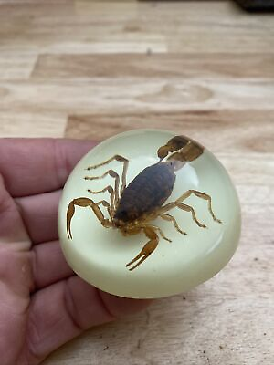 #ad Scorpion 🦂 Paperweight REAL TAXIDERMIST USA Lucite Glow in the Dark GIFT $29.69
