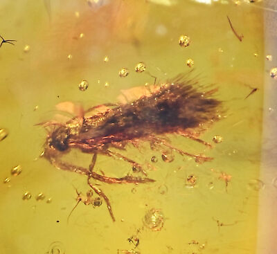 #ad Trichoptera Caddisfly Fossil inclusion in Burmese Amber $25.00
