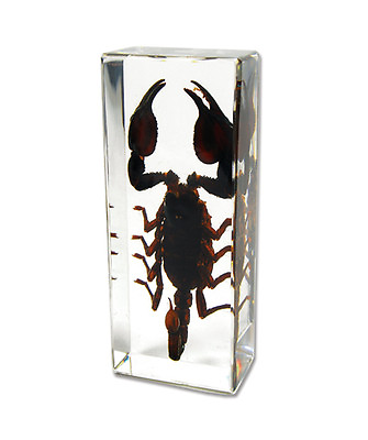 #ad BLACK SCORPION Genuine INSECT Desktop Lucite Paperweight Paper Weight Large $24.99
