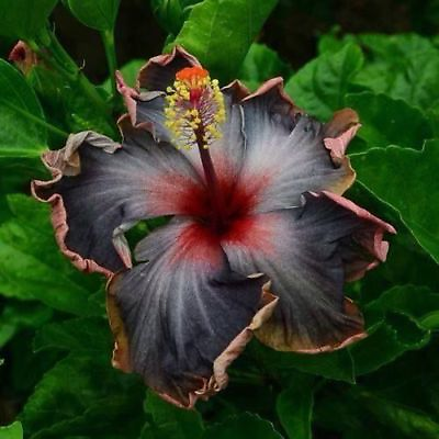 #ad 20 Black Pink Purple Hibiscus Seeds Perennial Flower Flowers Seed Bloom 249 USA $4.39