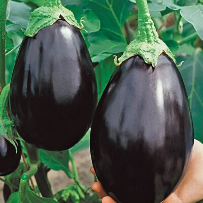 #ad 30 Black Beauty Eggplant Seeds Heirloom Organic NON GMO FRESH $2.68