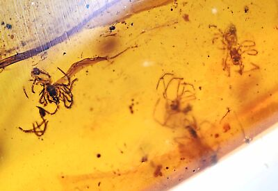 #ad Several Spiderlings Fossil inclusion in Burmese Amber $55.00