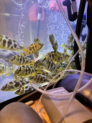 #ad Giraffe Cichlid Nimbochromis venustus Live Fish 2in 2.5 $9.99