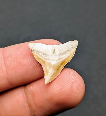 #ad Gorgeous White And Yellow Bull Shark Tooth Bone Valley Florida Megalodon Era $19.00
