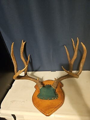 #ad Super tall heavy mule deer skull plate mount 22#x27; wide 18#x27; tall 10 point $200.00