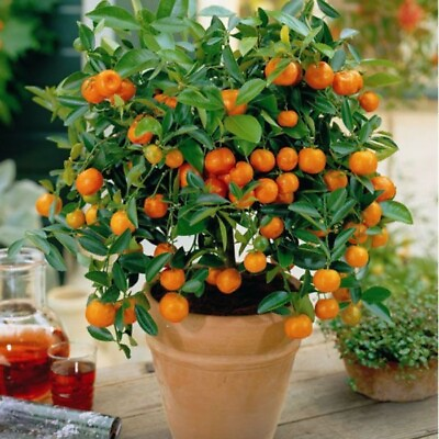 #ad 25 Mandarin Orange Seeds Citrus reticulata Blanco Order Track 1st Class Ship $8.99