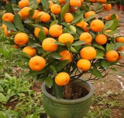 #ad #ad 20 Mandarin Orange Tree Seeds Citrus reticulata Blanco Indoor Plant. #4918 $6.95