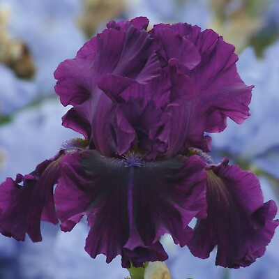 #ad For Veronica Bearded Iris Plant Quart Pot Heavy Bloomer Wine Black Flowers $21.99