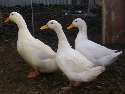 #ad Jumbo Pekin Duck Hatching Eggs 6 Fresh Fertile Eggs Hatch Your Own Ducklings $25.00