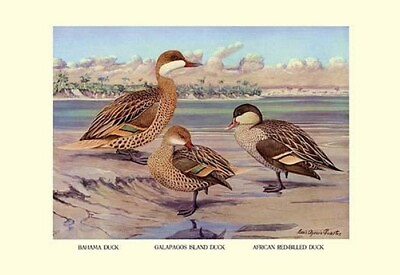 #ad Bahama Galapagos African Red Billed Ducks by Louis Agassil Fuertes Art Print $285.99