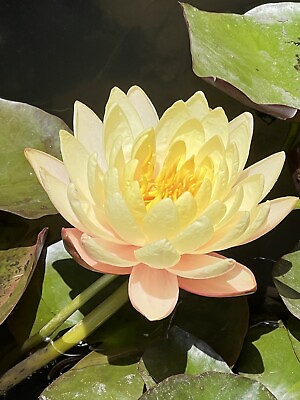 #ad Tropical Water Lily Lotus Plant With Roots For Aquarium *clean* for fish $12.00