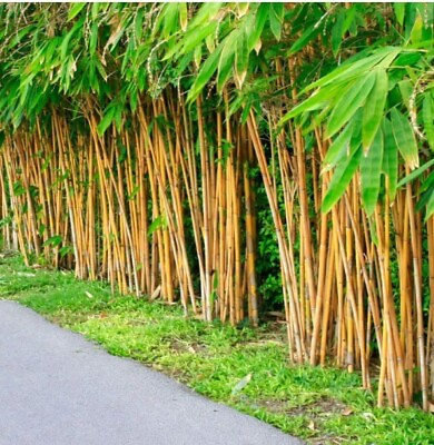 #ad 60 PLUS Golden bamboo seeds Phyllostachys Aurea $4.15