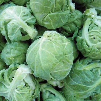 #ad Catskill Brussels Sprouts Seeds 500 Seeds NON GMO $1.89