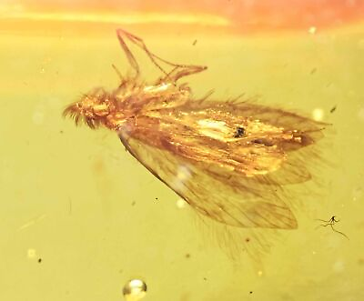 #ad Trichoptera Caddisfly Fossil inclusion in Burmese Amber $38.00