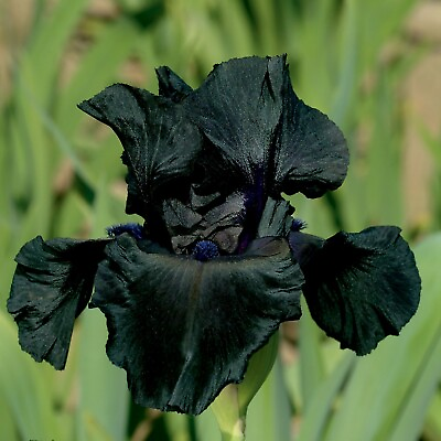 #ad Black Suited Iris Plant Quart Pot Fragrant Ink Black Flowers Perennial $21.99