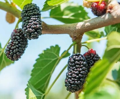 #ad 30 Black Mulberry Tree Seeds Morus nigra Organic Heirloom USA Fresh 04 2024 $3.54
