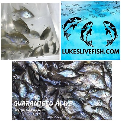 #ad 15 Live Bluegill Fish Bream Sun Fish SMALL GUARANTEE ALIVE FREE Shipping $36.99
