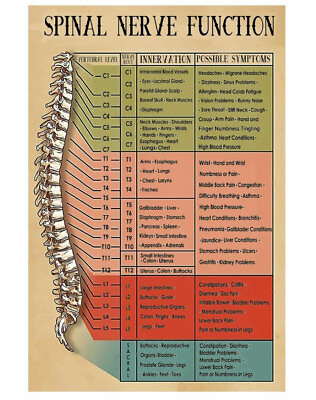 #ad Spinal Nerve Function Chiropractic Poster Print Wall Art Decor $31.95