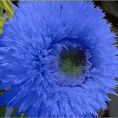 #ad 50pcs Blue Teddy Bear Sunflower Seeds Non GMO Heirloom Garden $7.95