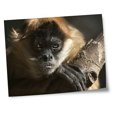 #ad 8x10quot; Prints No frames Adorable Spider Monkey Adult #16825 GBP 4.99
