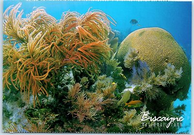 #ad Postcard Brain Coral Biscayne National Park Florida $3.46