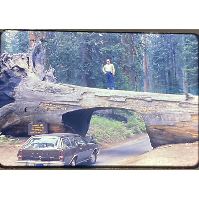 #ad Vtg 1977 35mm Slide Sequoia Ntl. Park Tunnel Log Ford Pinto Wagon $9.00