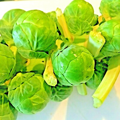 #ad BRUSSELS SPROUTS 100 SEEDS SPRING GARDEN HEIRLOOM VEGETABLE NON GMO GREENS USA $2.99