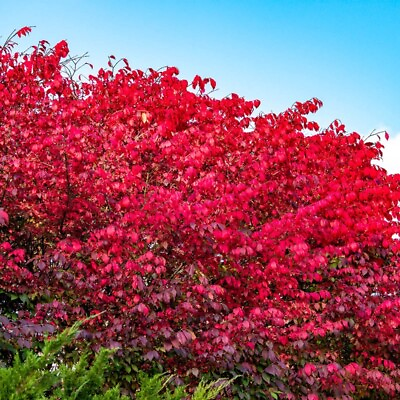 #ad 15 Burning Bush Unrooted Fresh cuttings   Fall color Organic $8.95