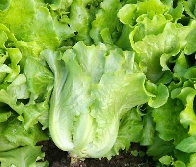 #ad 1000All Season Romaine Lettuce Seeds Italian Yearly Lettuce USA $2.98