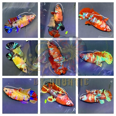 #ad Live Betta Fish HMPK Female Koi Galaxy Multiple Color Good for Sorority Breed $15.95