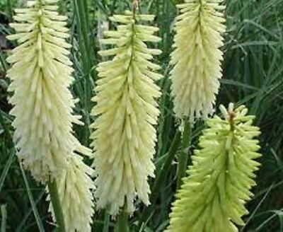 #ad 25 Ice Queen Torch Lily Hot Poker Flower Seeds Perennial Seed 807 US SELLER $4.99