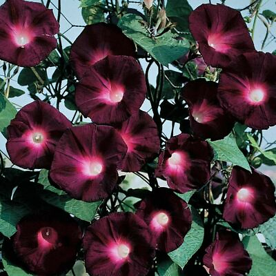 #ad 20 Black Knight Morning Glory Seeds Annual Flower Flowers Climbing Vine 340 $3.99
