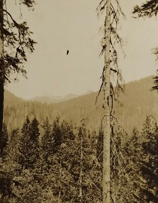 #ad Antique Mt. Baker WA 1924 Vintage Artistic Nature Photo Trees Snow Peaks Caption $29.99